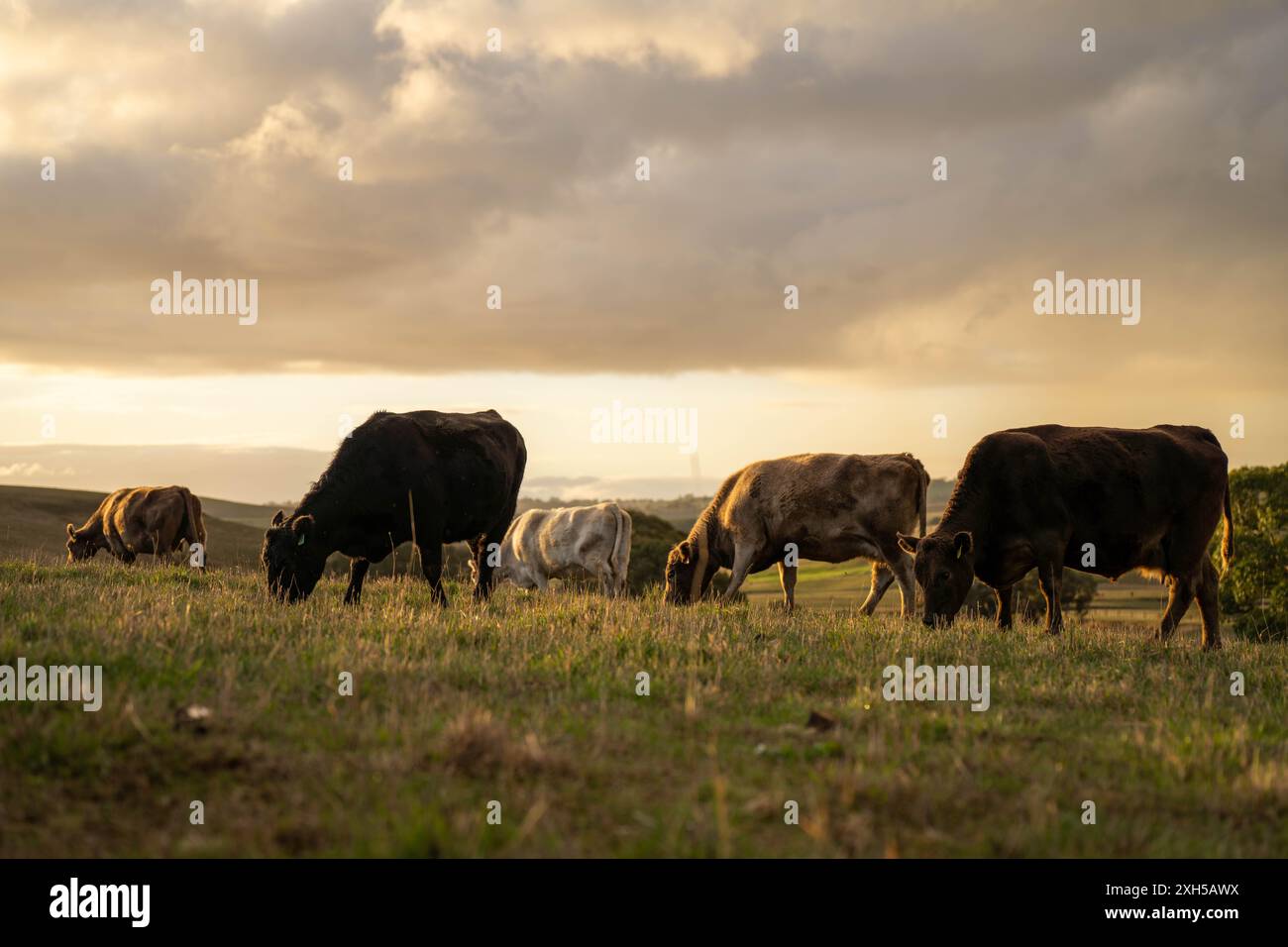 Pratiche agricole sostenibili: Migliorare gli ecosistemi, i mezzi di sussistenza e la resilienza attraverso approcci olistici e neutri dal carbonio Foto Stock