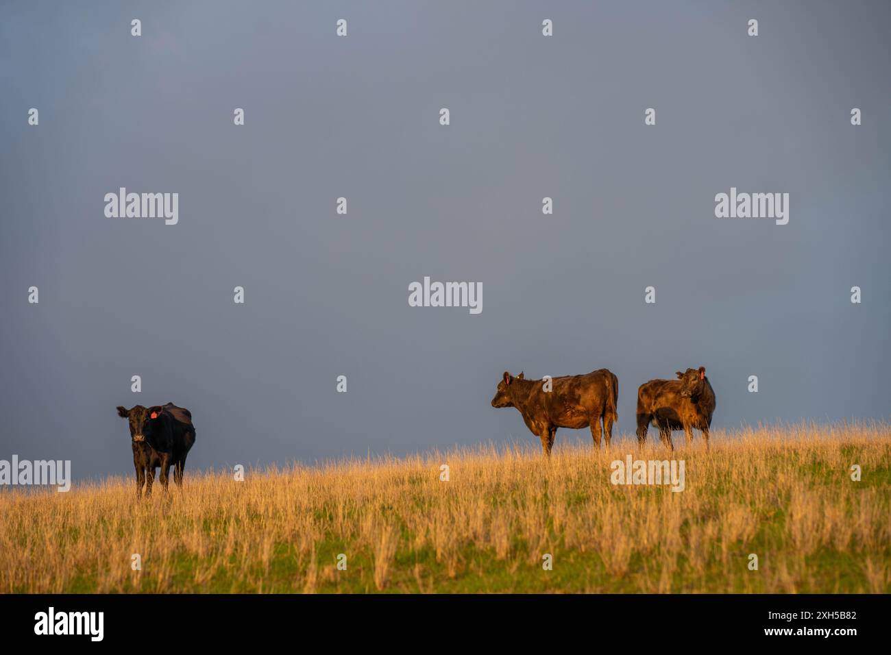 Pratiche agricole sostenibili: Migliorare gli ecosistemi, i mezzi di sussistenza e la resilienza attraverso approcci olistici e neutri dal carbonio Foto Stock