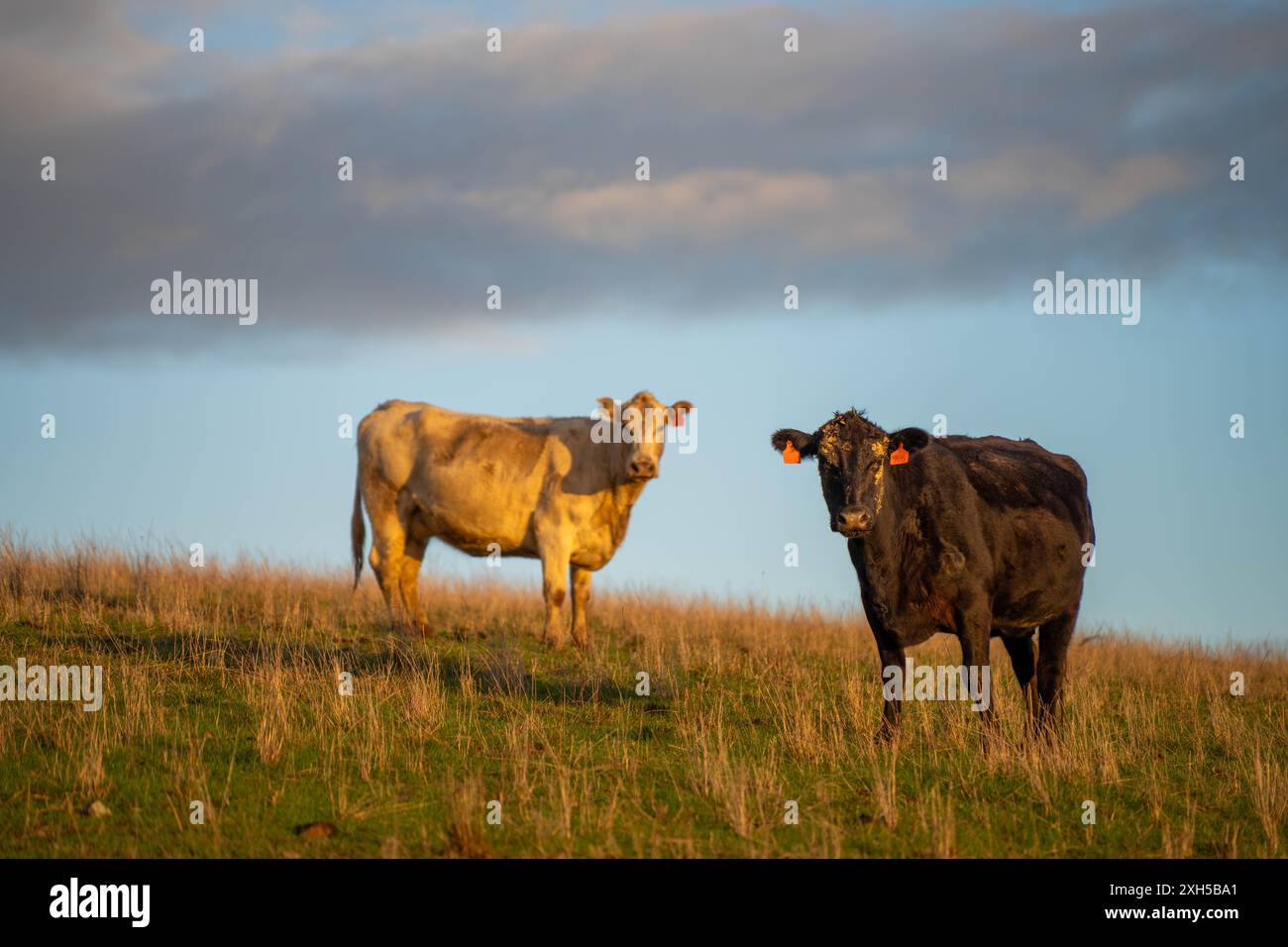Allevamento sostenibile in Australia: Pratiche rigenerative per il pascolo del bestiame nei pascoli resistenti alla siccità in australia Foto Stock