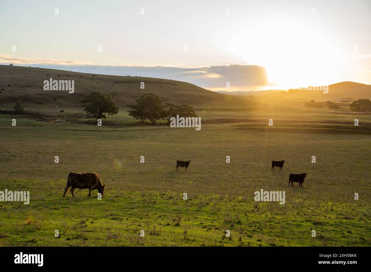 Il futuro del bestiame nell'agricoltura australiana: Pascolo sostenibile, tecnologia e innovazione per la resilienza ambientale Foto Stock