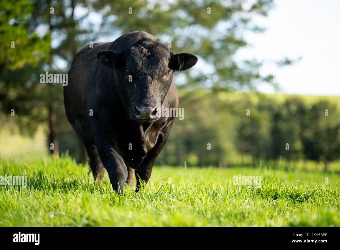 Allevamento sostenibile in Australia: Pratiche rigenerative per il pascolo del bestiame nei pascoli resistenti alla siccità in australia Foto Stock