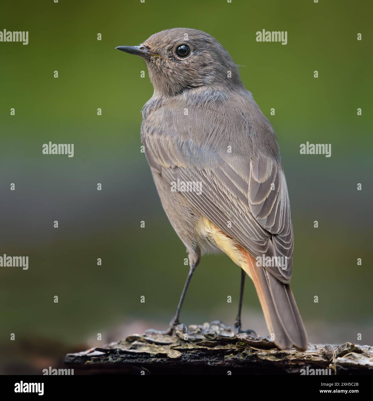 Immagine posteriore molto ravvicinata di una femmina Black Redstart (phoenicurus ochruros) arroccata su un vecchio albero Foto Stock
