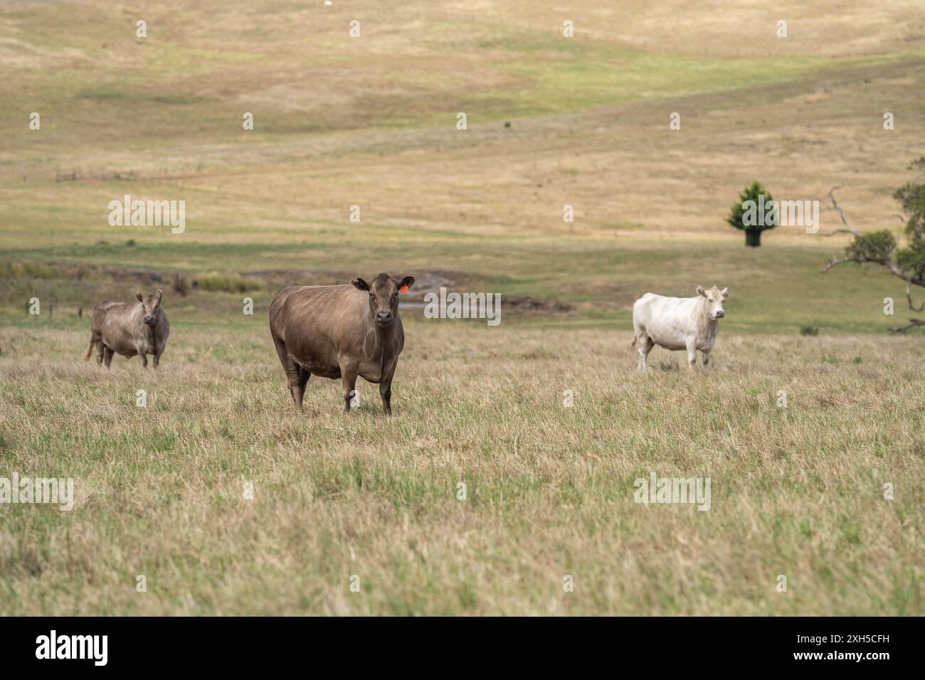 Pratiche agricole sostenibili: Migliorare gli ecosistemi, i mezzi di sussistenza e la resilienza attraverso approcci olistici e neutri dal carbonio Foto Stock