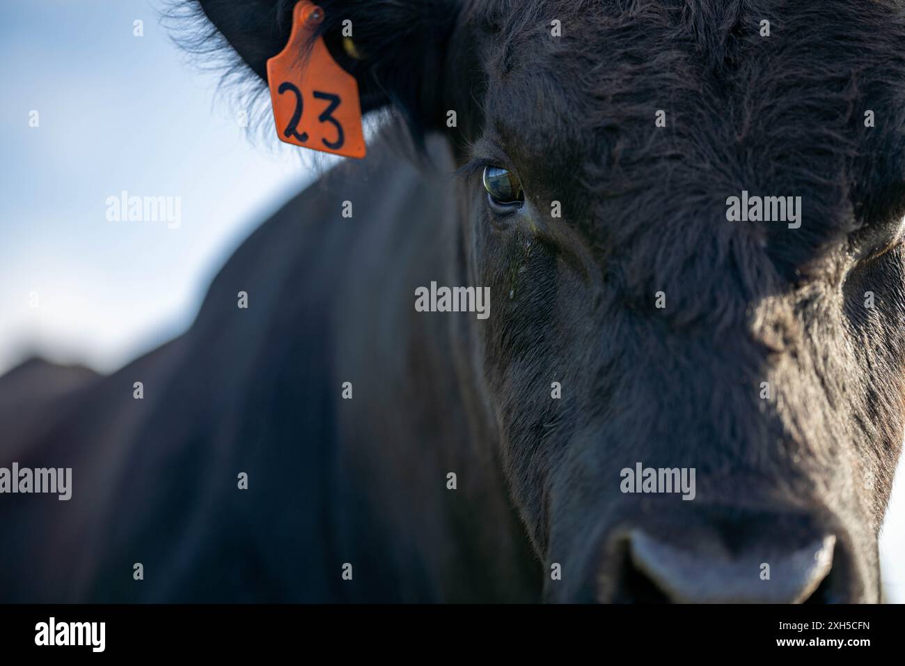 Allevamento sostenibile in Australia: Pratiche rigenerative per il pascolo del bestiame nei pascoli resistenti alla siccità in australia Foto Stock