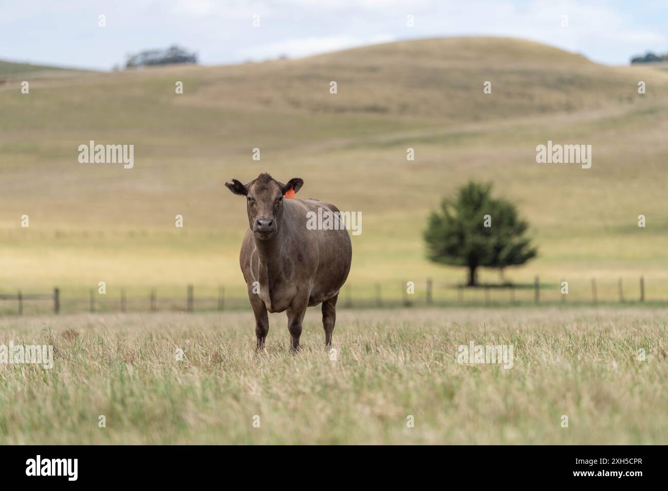 Pratiche agricole sostenibili: Migliorare gli ecosistemi, i mezzi di sussistenza e la resilienza attraverso approcci olistici e neutri dal carbonio Foto Stock