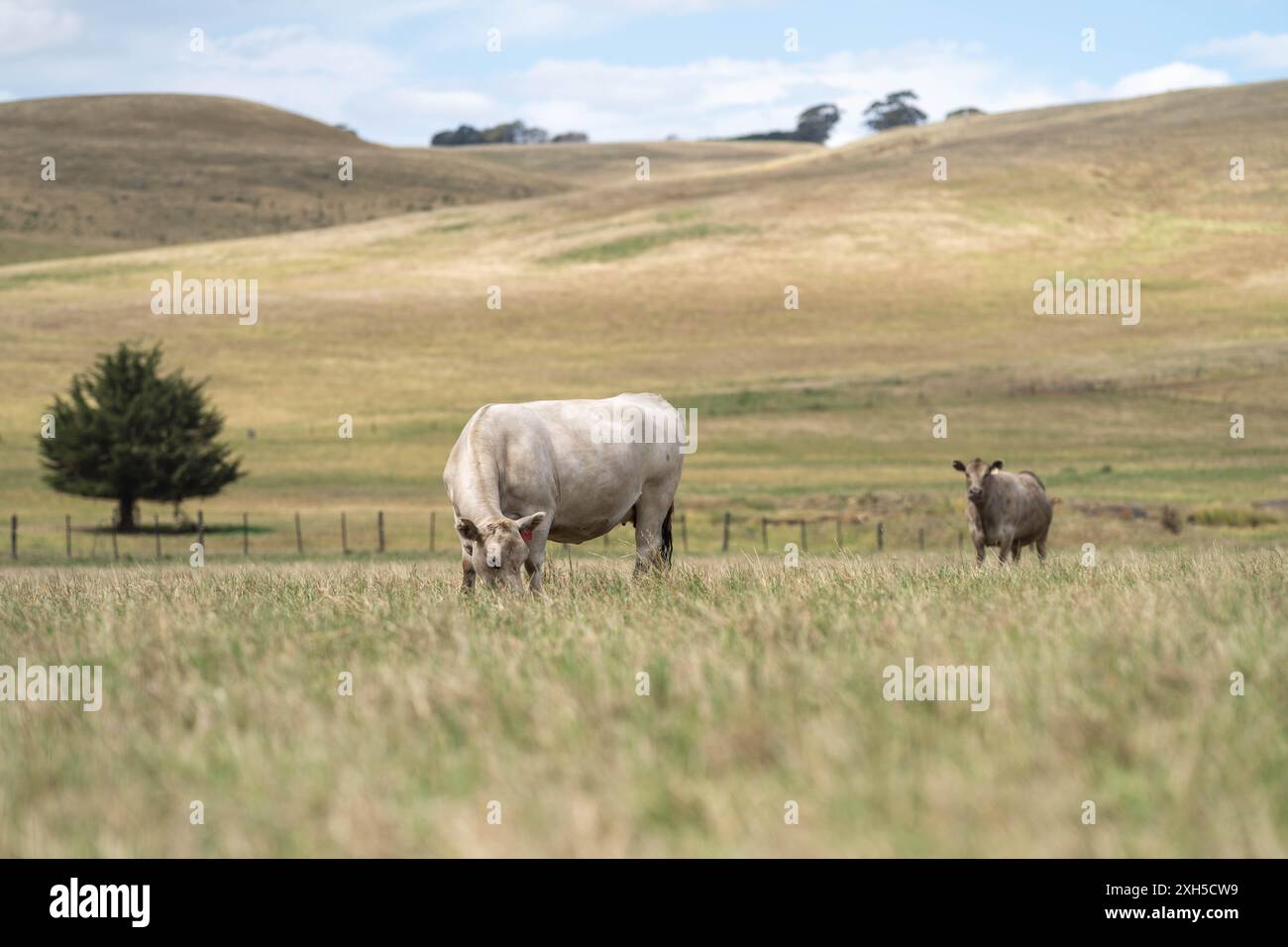 Allevamento sostenibile in Australia: Pratiche rigenerative per il pascolo del bestiame nei pascoli resistenti alla siccità in australia Foto Stock