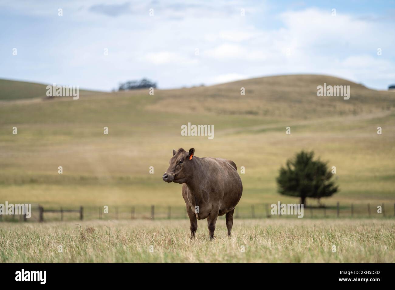 Allevamento sostenibile in Australia: Pratiche rigenerative per il pascolo del bestiame nei pascoli resistenti alla siccità in australia Foto Stock