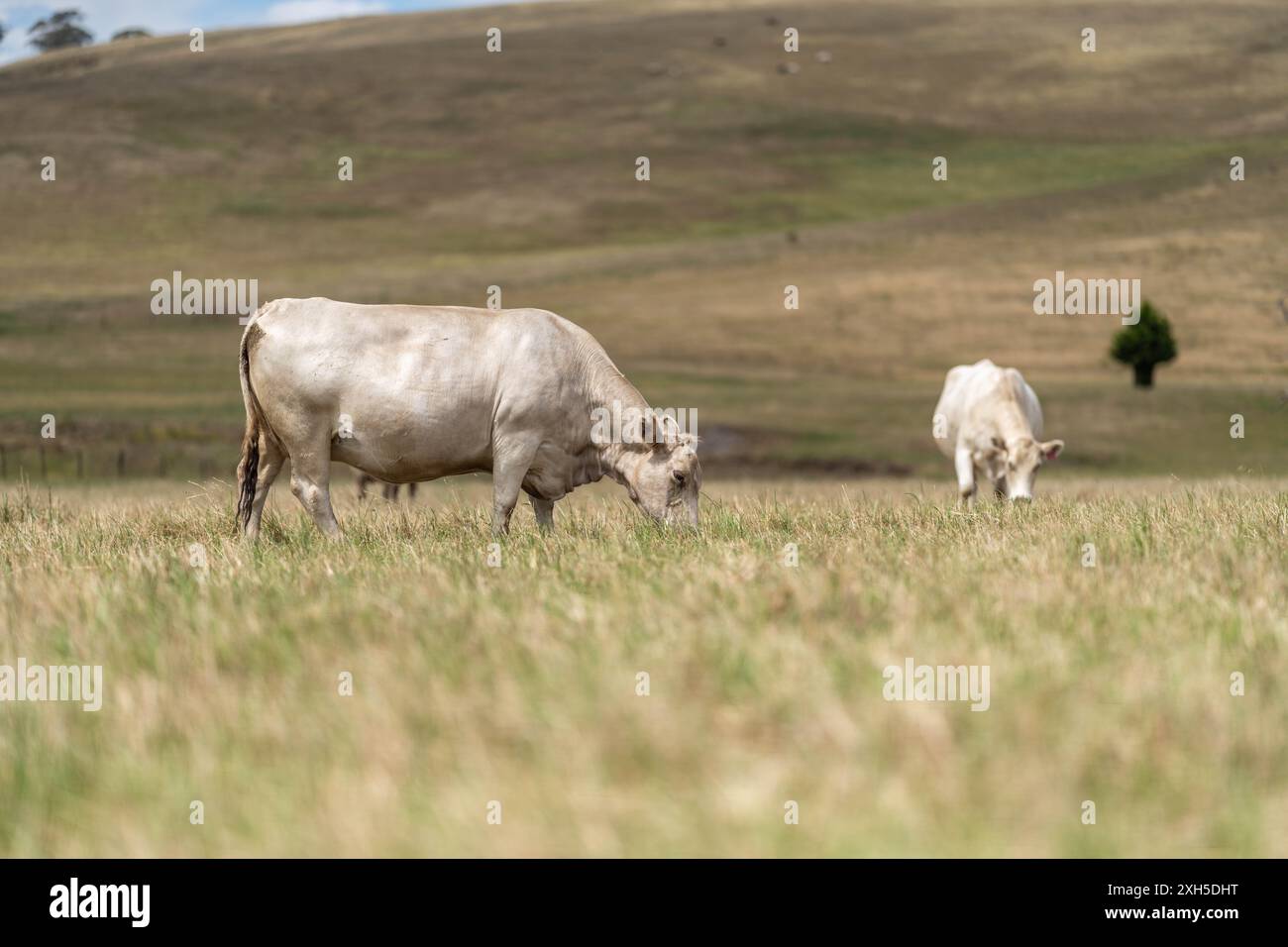 Pratiche agricole sostenibili: Migliorare gli ecosistemi, i mezzi di sussistenza e la resilienza attraverso approcci olistici e neutri dal carbonio Foto Stock