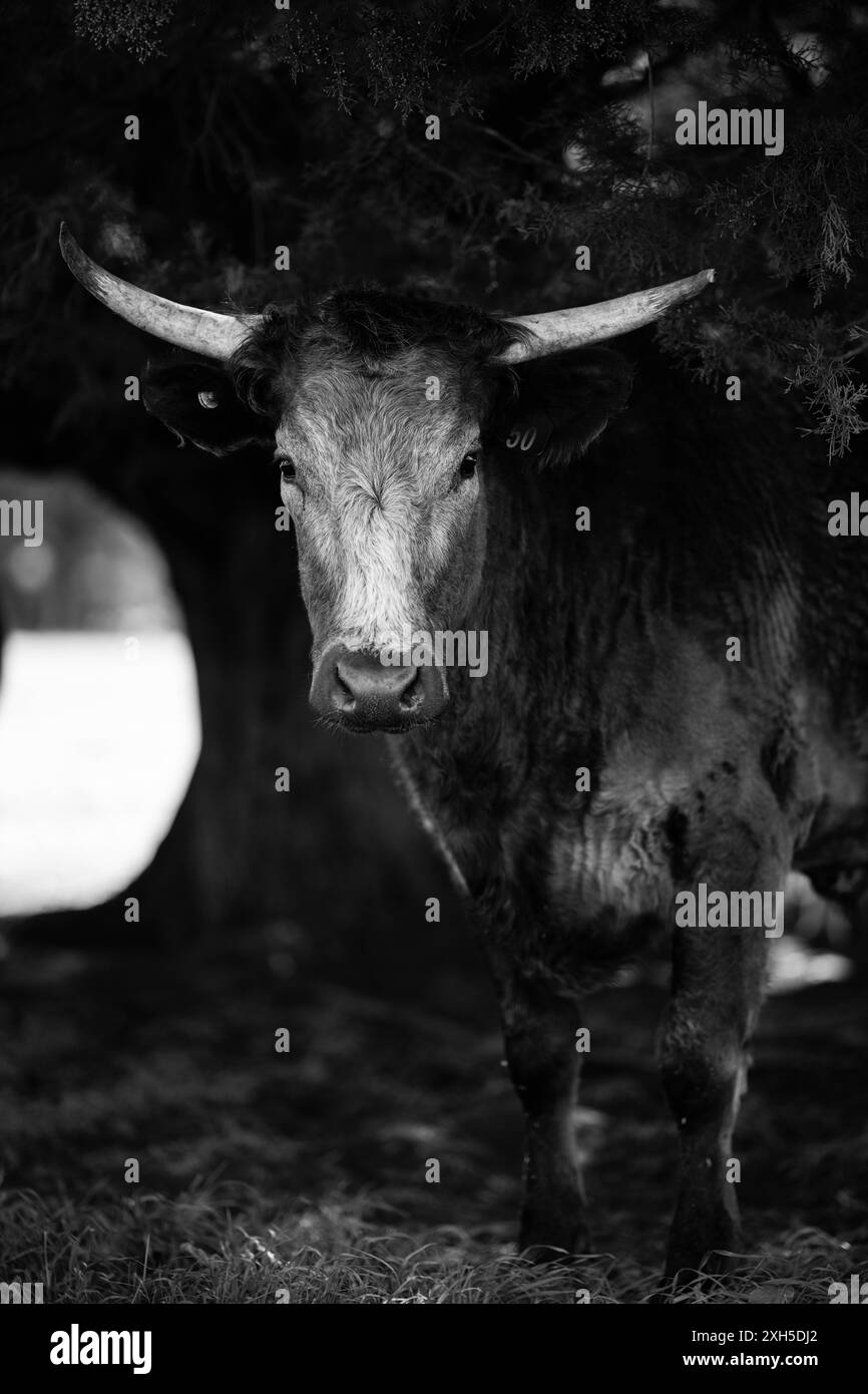 Bue di manzo tori e mucche pascolo su erba in un campo, in Australia. Razze includono parco speckle, murray grigio, angus, brangus e wagyu. Foto Stock