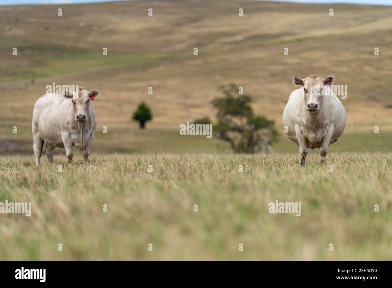 Pratiche agricole sostenibili: Migliorare gli ecosistemi, i mezzi di sussistenza e la resilienza attraverso approcci olistici e neutri dal carbonio Foto Stock