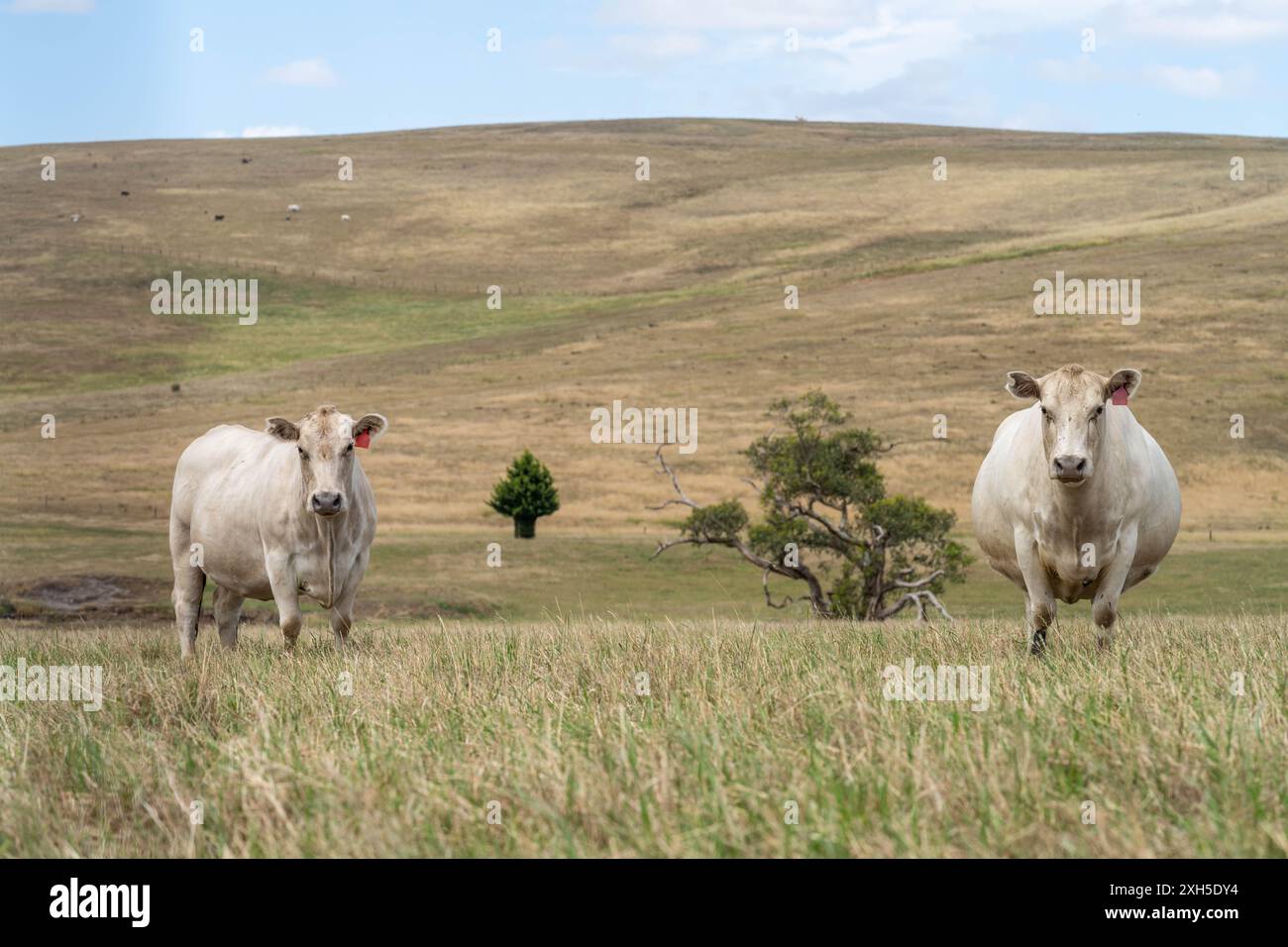 Allevamento sostenibile in Australia: Pratiche rigenerative per il pascolo del bestiame nei pascoli resistenti alla siccità in australia Foto Stock