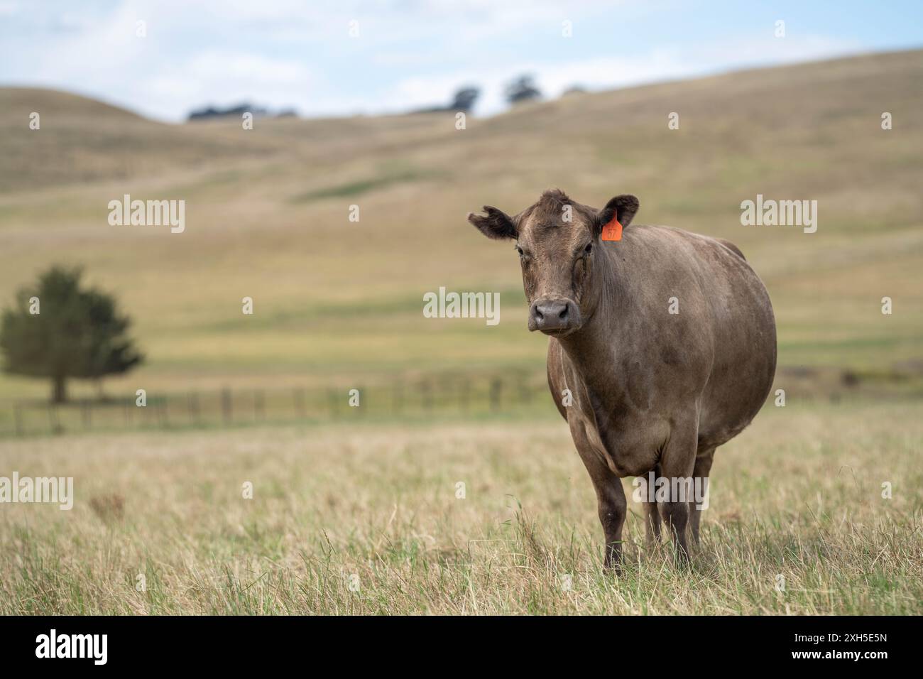 Allevamento sostenibile in Australia: Pratiche rigenerative per il pascolo del bestiame nei pascoli resistenti alla siccità in australia Foto Stock