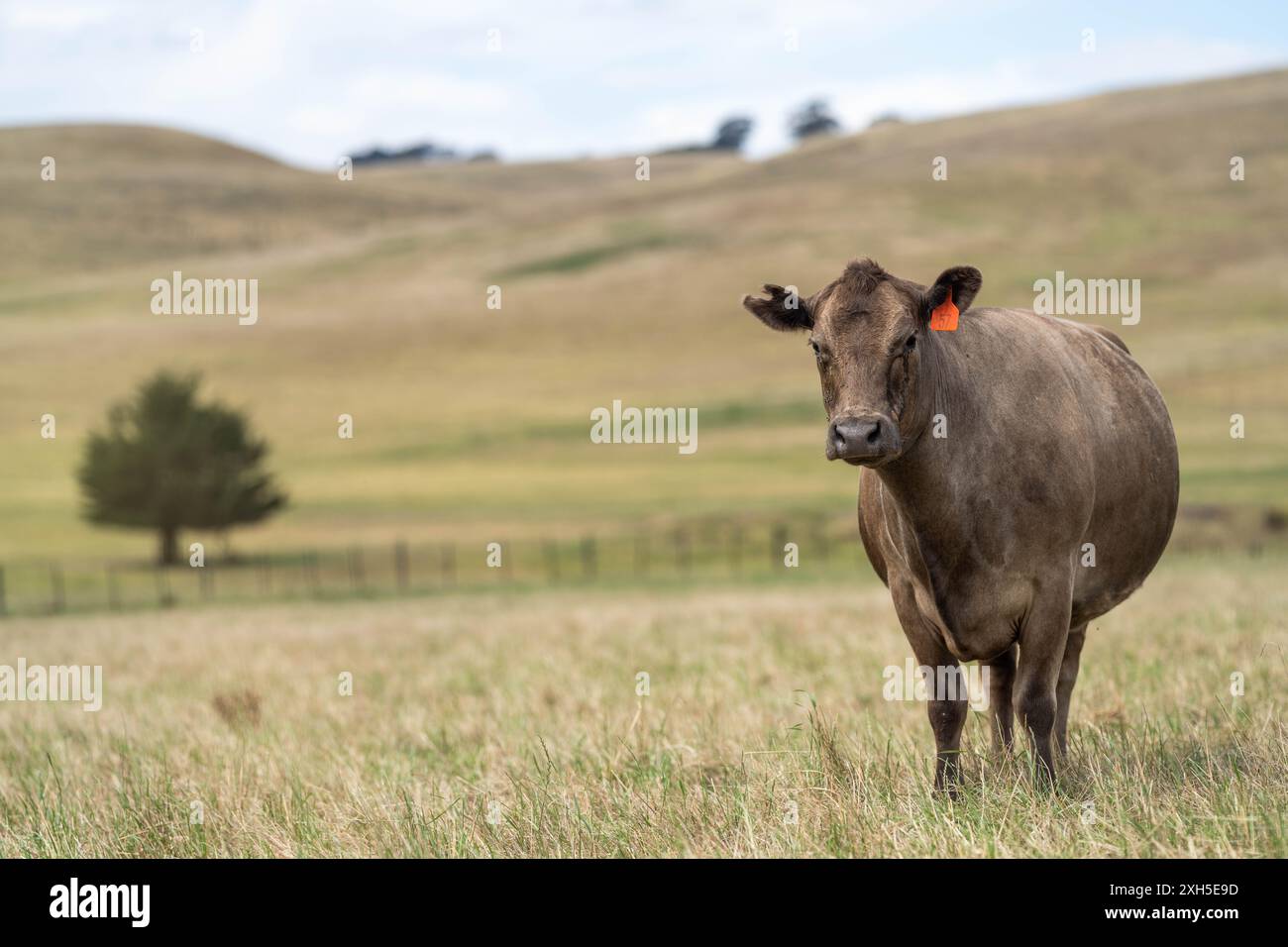 Pratiche agricole sostenibili: Migliorare gli ecosistemi, i mezzi di sussistenza e la resilienza attraverso approcci olistici e neutri dal carbonio Foto Stock