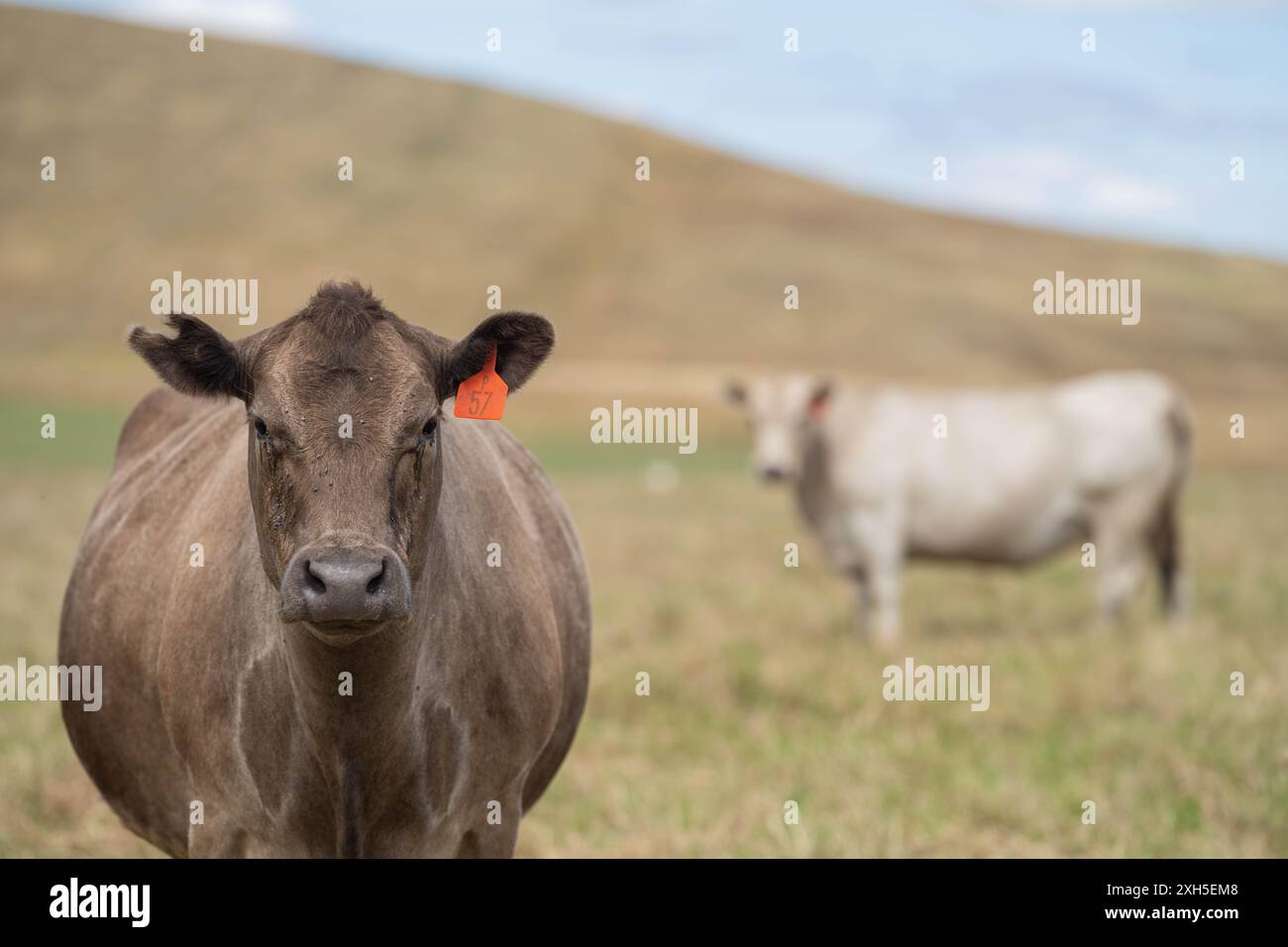 Allevamento sostenibile in Australia: Pratiche rigenerative per il pascolo del bestiame nei pascoli resistenti alla siccità in australia Foto Stock