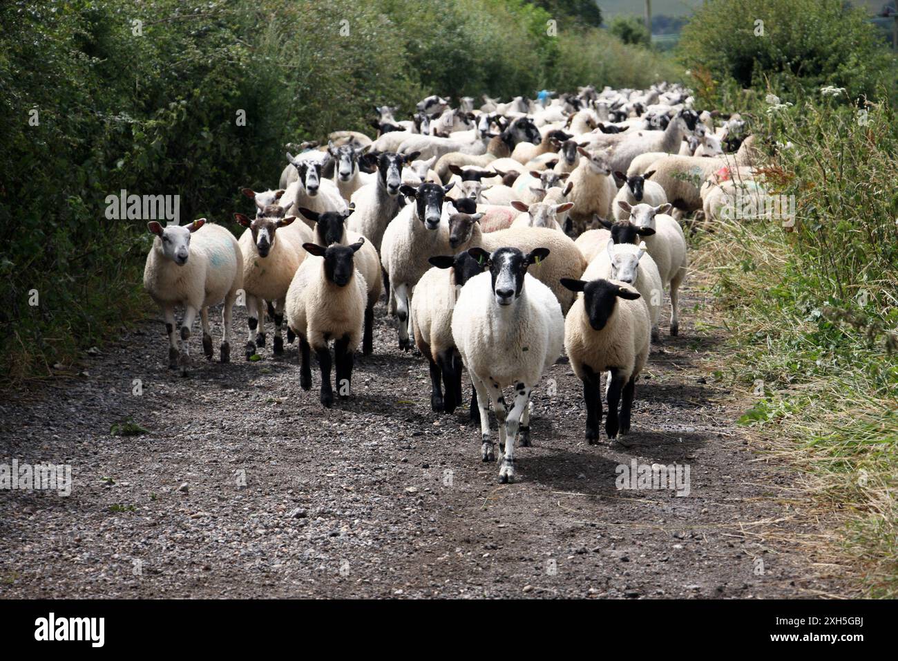 Un gregge di pecore che viene guidato lungo una strada di campagna nel West Sussex Foto Stock