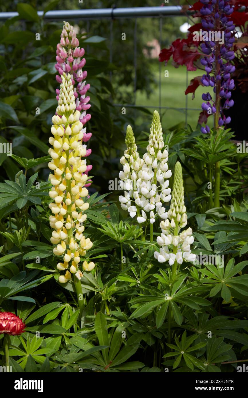 Lupinus o piante di lupino con fiori nei colori giallo, bianco, rosa e blu Foto Stock