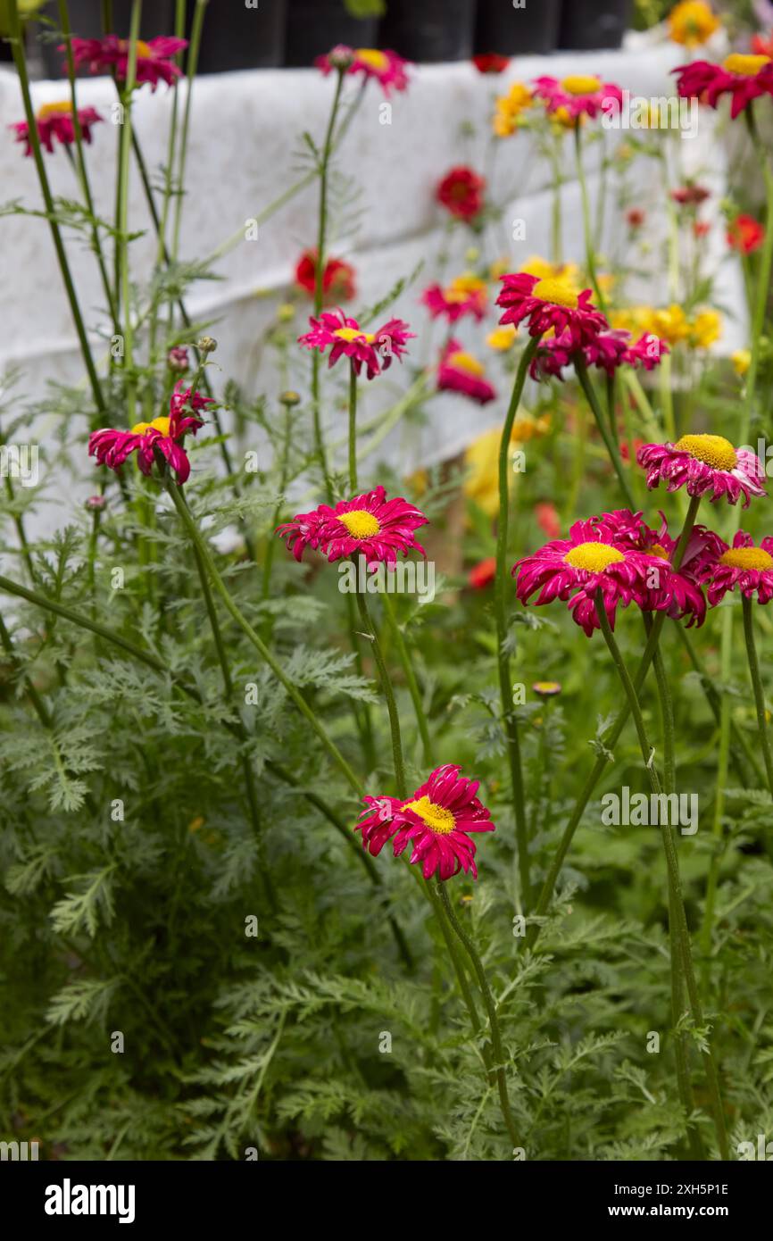 Erbe di Tanacetum Coccineum con fiori rossi rosa Foto Stock
