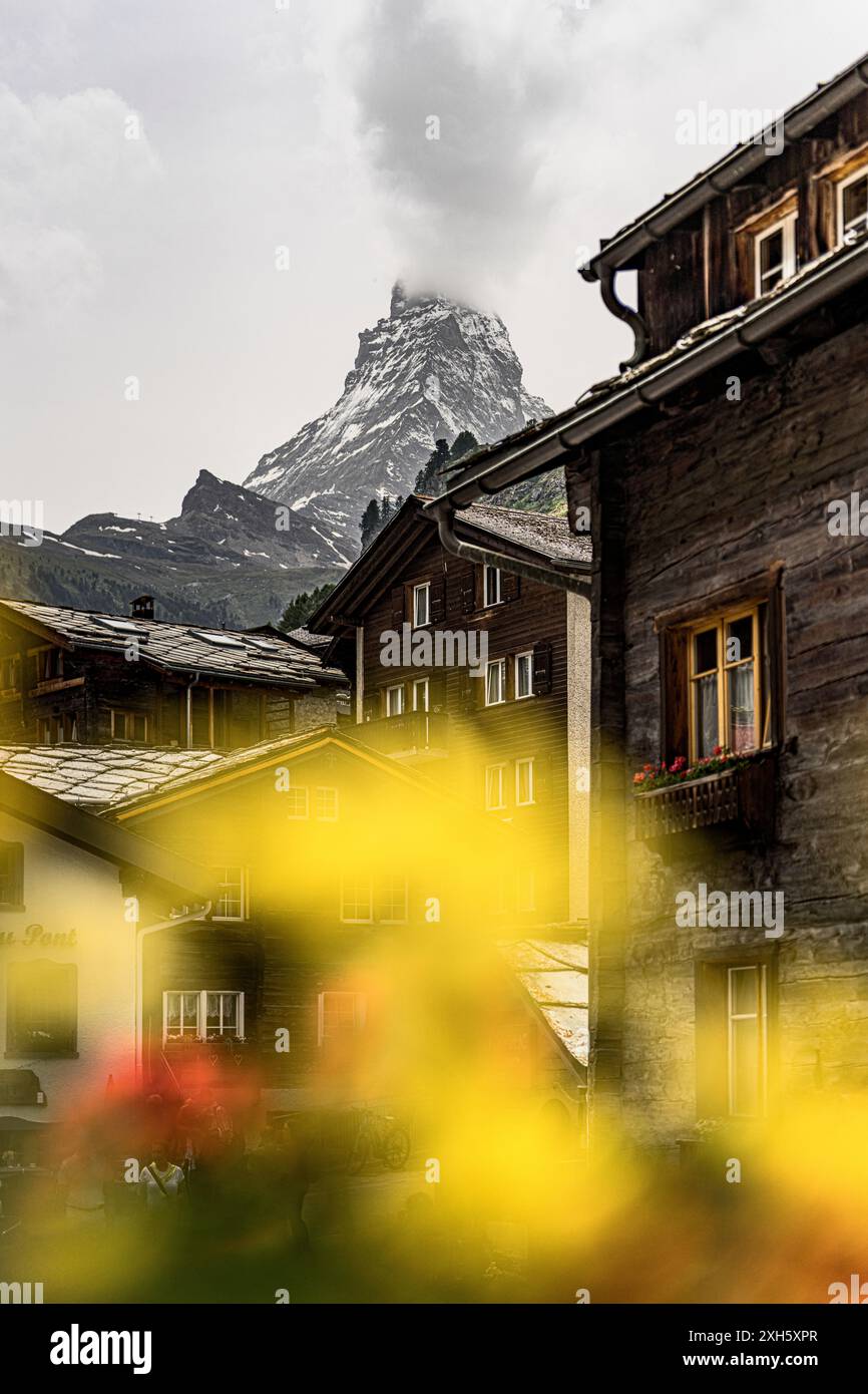 Case tradizionali in legno incorniciate da fiori gialli con sfondo Cervino, Zermatt, Canton Vallese, Svizzera Foto Stock