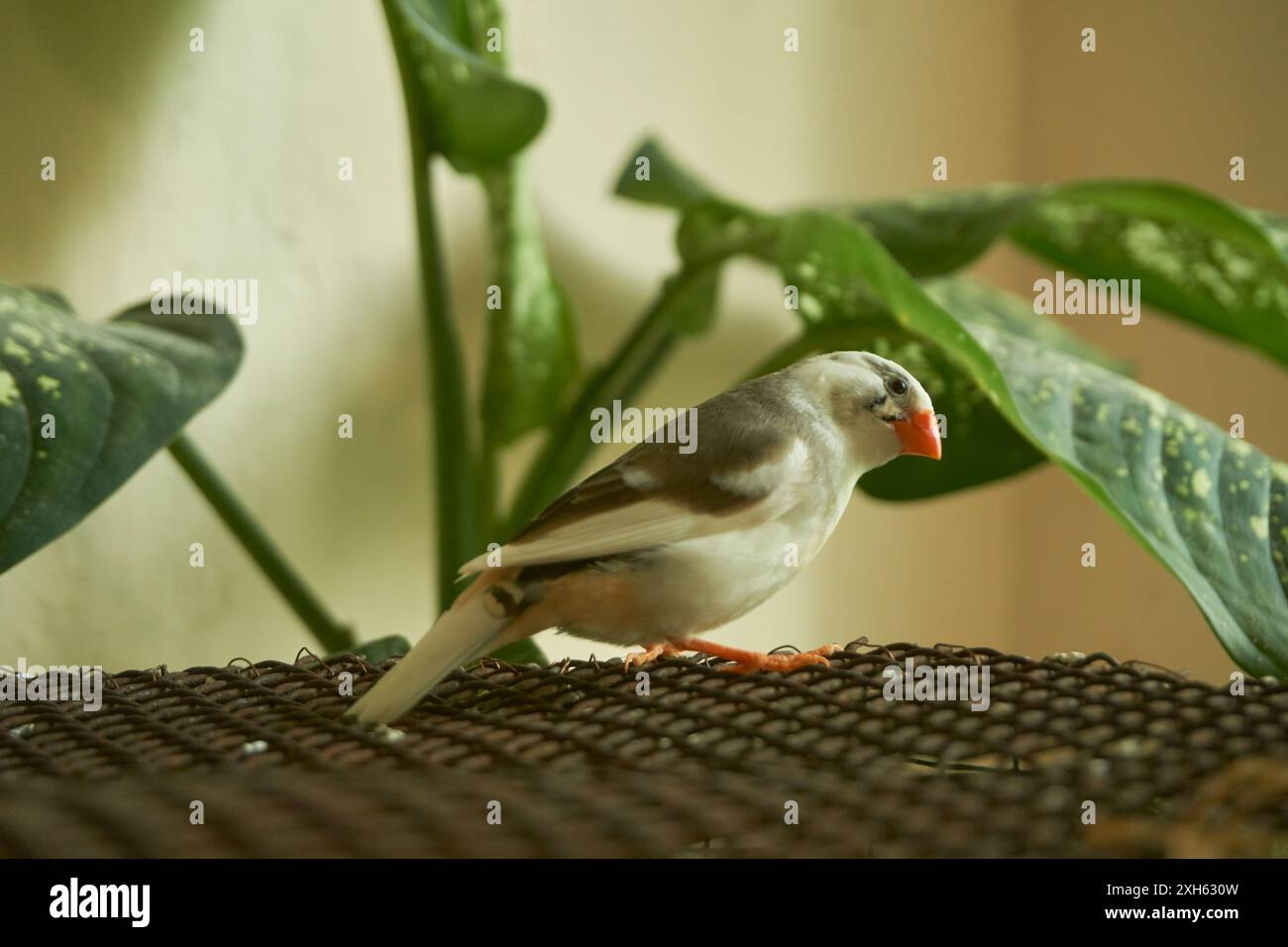 uccello seduto su una gabbia sullo sfondo di piante Foto Stock