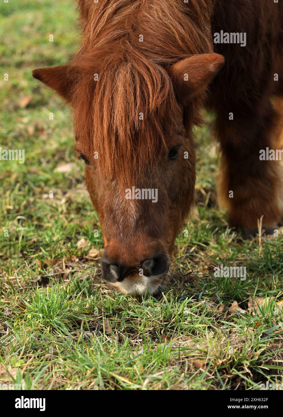 Cavallo al pascolo in un pascolo Foto Stock