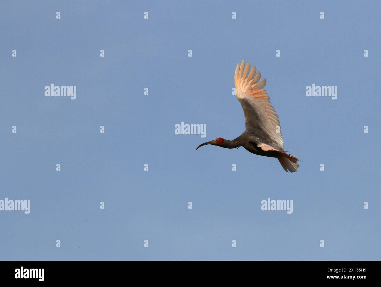 Ibis con cresta giapponese, ibis con cresta asiatica, ibis con cresta imperiale, ibis giapponese, ibis bianco giapponese, ibis Oriental Crested (Nipponia nippon), in flig Foto Stock