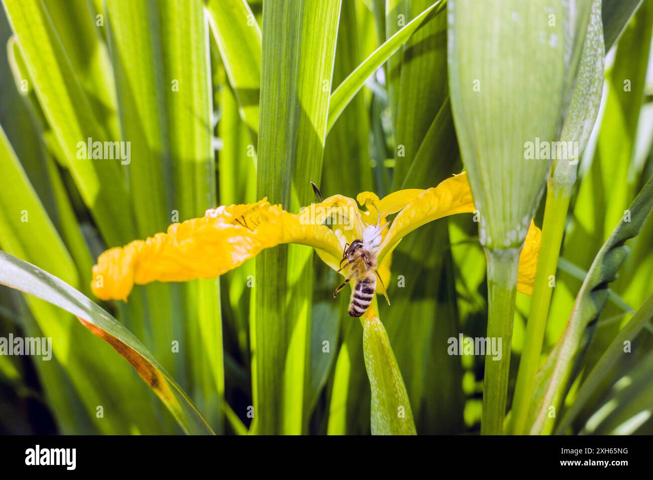 Ragno granchio d'oro, ragno granchio fiore (Misumena vatia), ragno granchio bianco con ape miele catturata in un fiore di Iris giallo, Germania, Nord Reno-We Foto Stock
