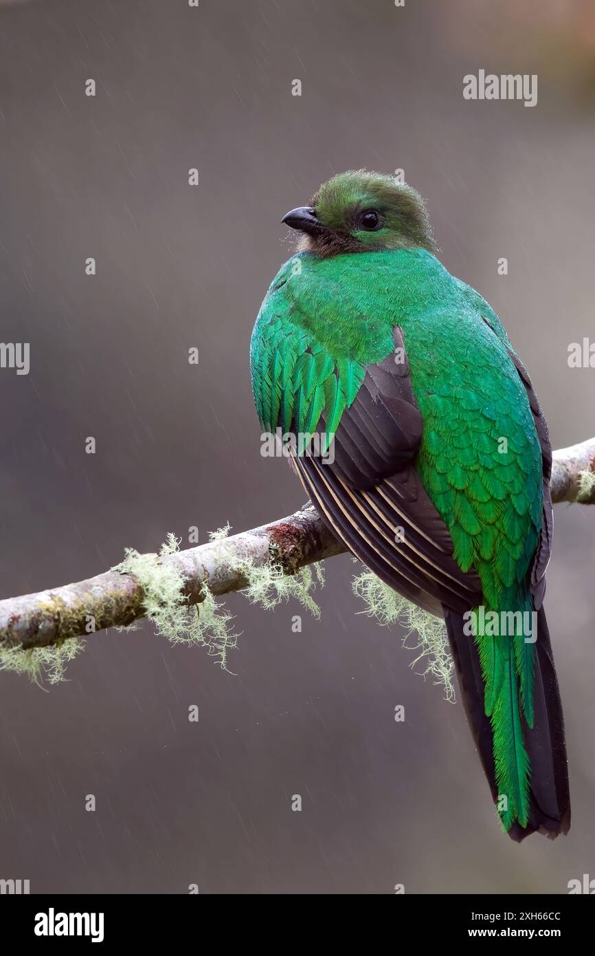 Quetzal risplendente (Pharomachrus mocinno), donna seduta su un ramo nella foresta pluviale, Panama Foto Stock