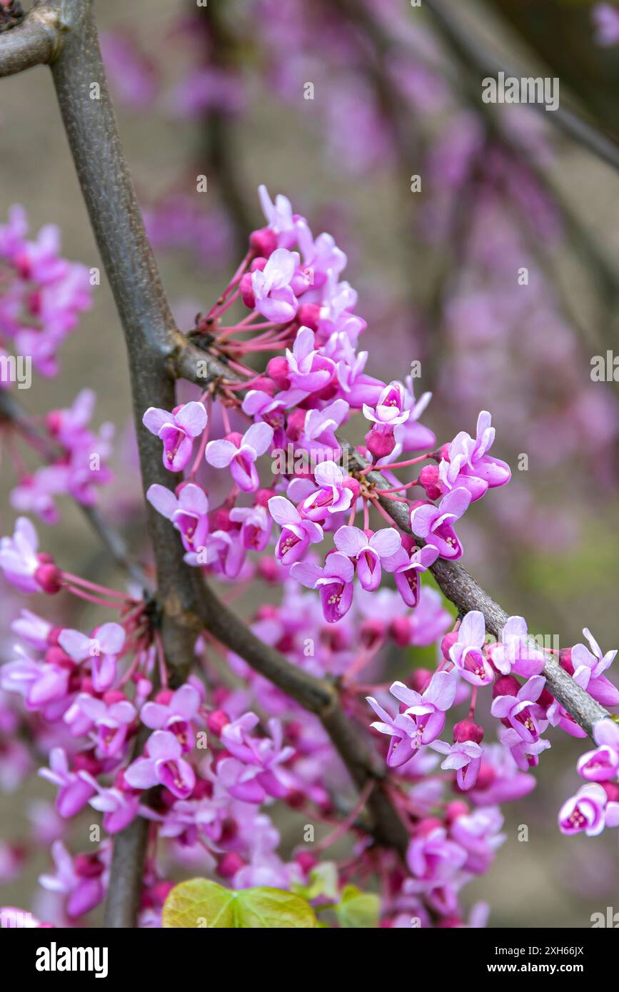 Bocciolo rosso del Nord America (Cercis canadensis 'Lavender Twist', Cercis canadensis Lavender Twist), fiori di cultivar Lavender Twist Foto Stock