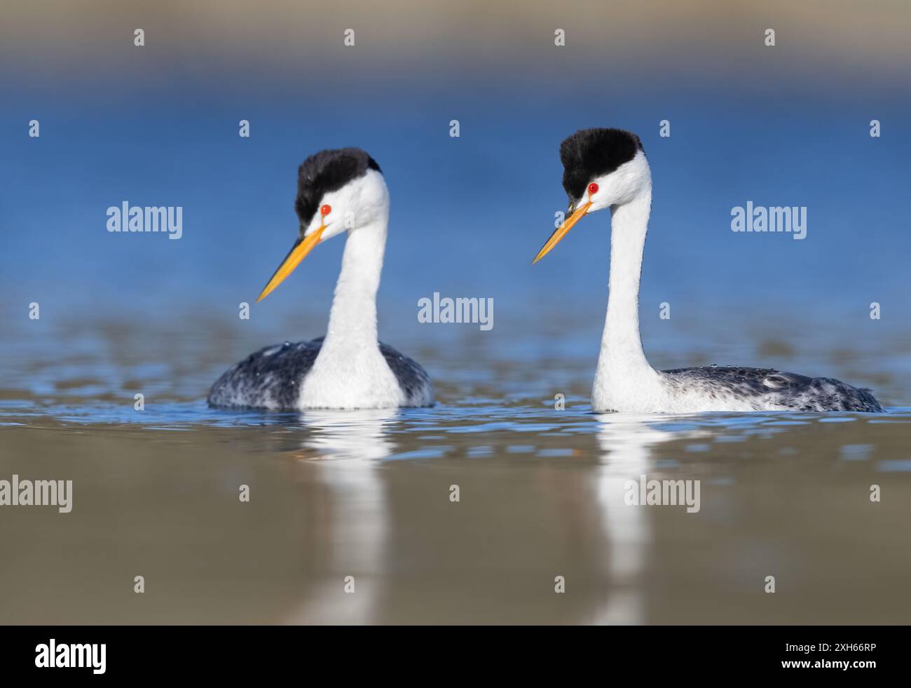 Clark's grebe, grebe messicano (Aechmophorus clarkii), due grebe di Clark che nuotano insieme su un lago, Stati Uniti Foto Stock