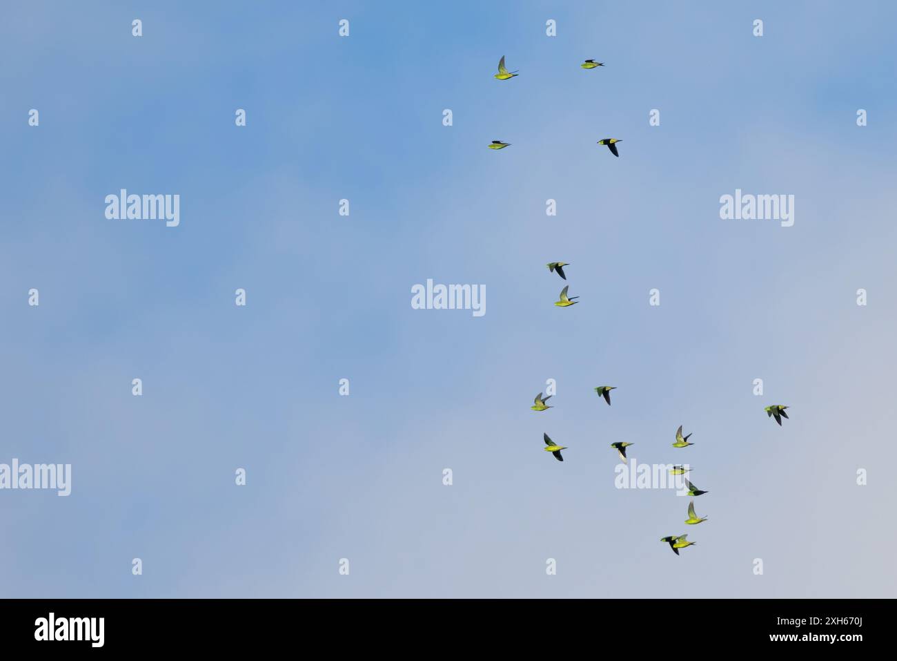 Parrocchetto barrato, parrocchetto Lineolato, parrocchetto Caterina (Bolborhynchus lineola), stormo che vola al cielo blu, Panama Foto Stock