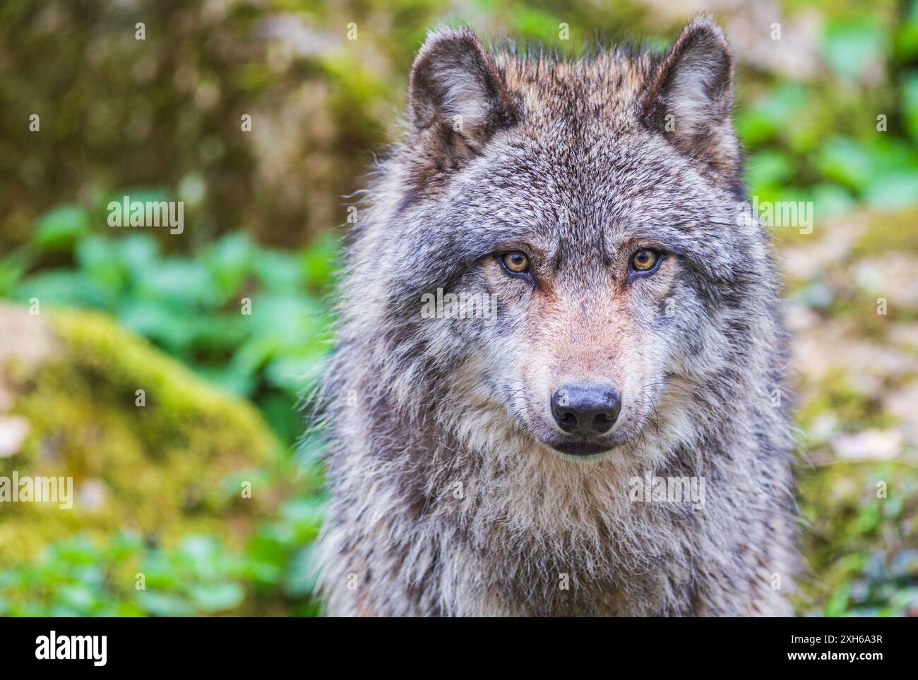 Lupo grigio espressivo, noto anche come lupo di legno, che ti guarda con attenzione nella foresta Foto Stock