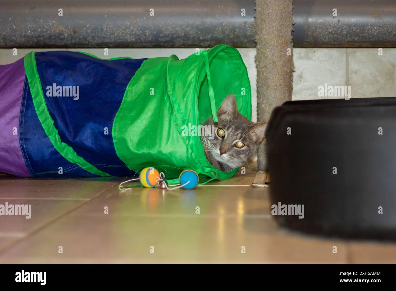 Un gatto si aggira felicemente all'interno di un vivace tunnel per gatti, mostrando la sua natura giocosa e la sua curiosità per l'esplorazione Foto Stock