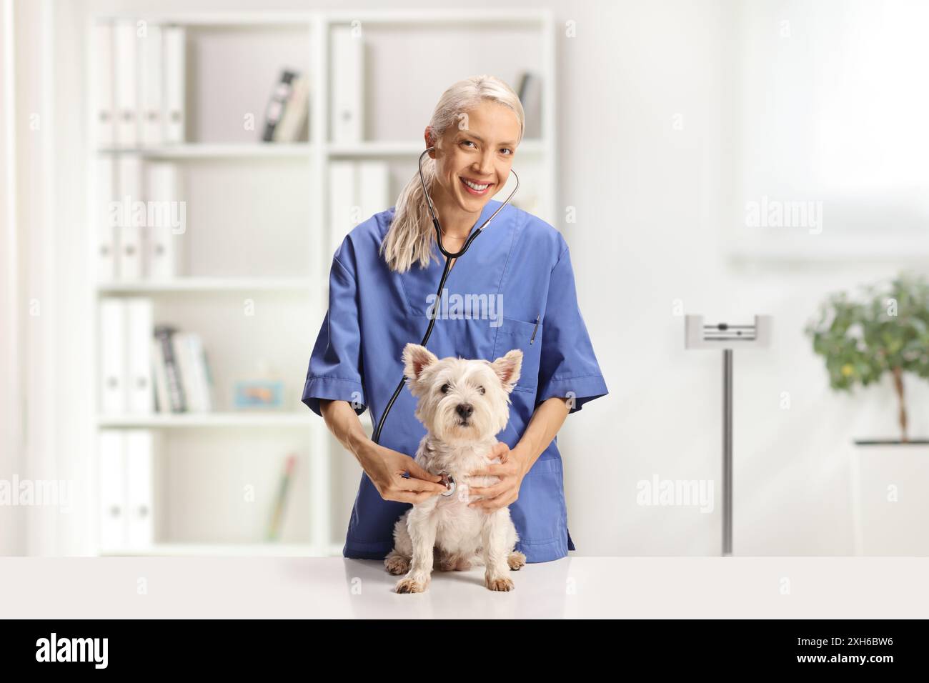 Medico veterinario donna che controlla un cane westie con uno stetoscopio in una clinica veterinaria Foto Stock