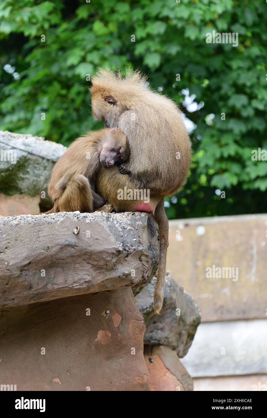 Vivere al limite! Due babbuini Hamadryas dormono sul bordo del loro recinto roccioso allo zoo di Paignton. Foto Stock