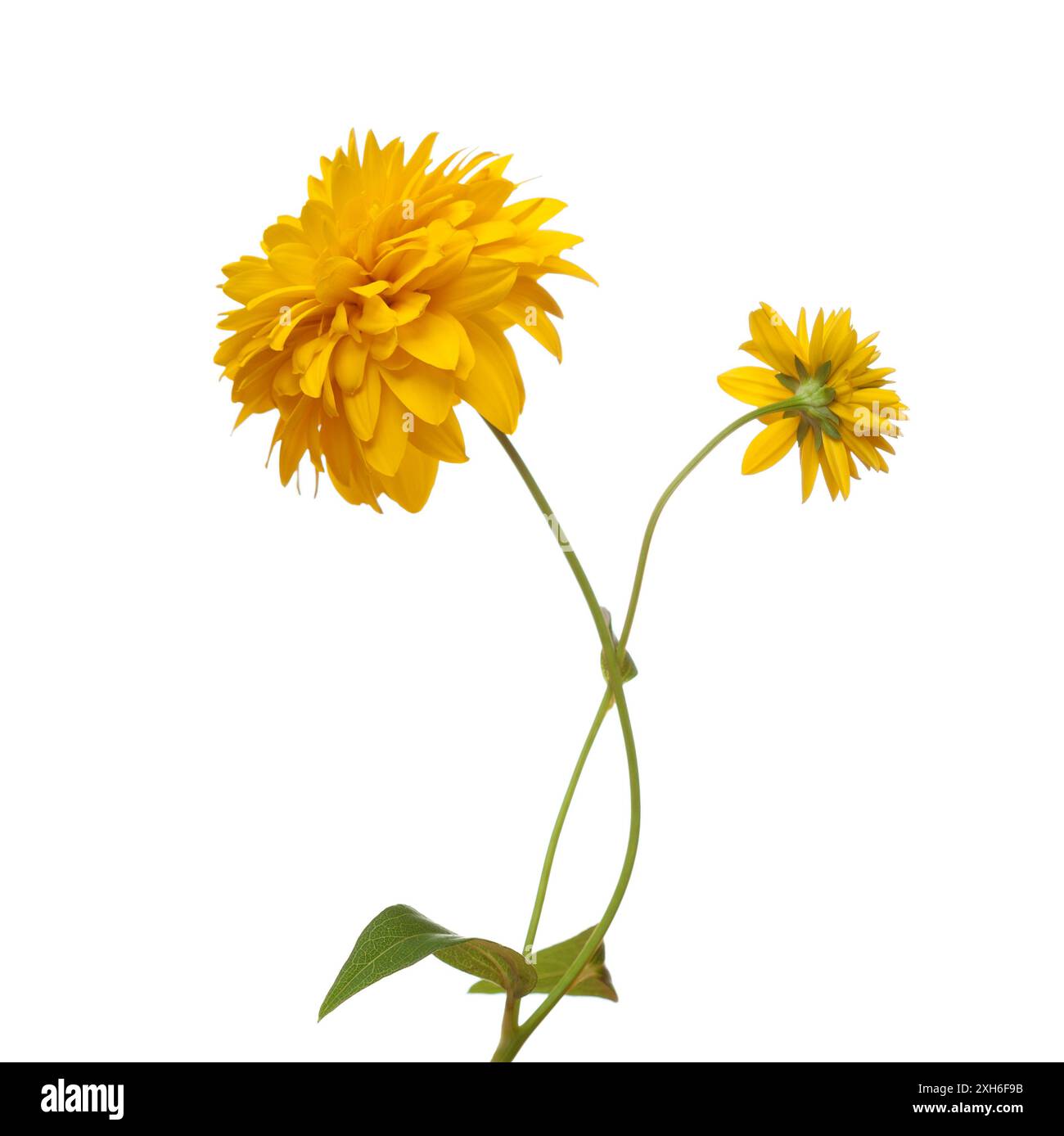 Due fiori gialli luminosi isolati su sfondo bianco. Rudbeckia laciniata Foto Stock