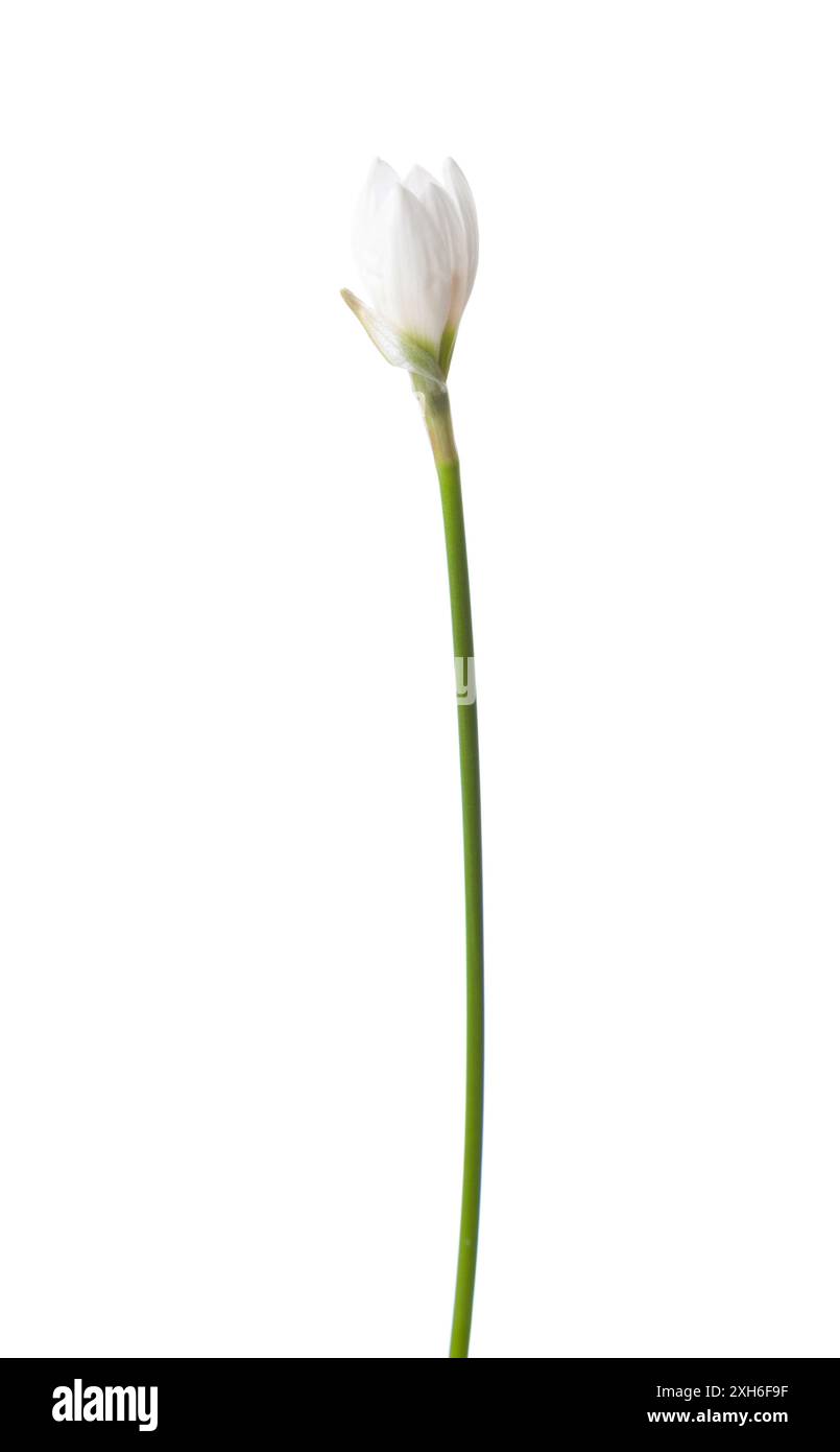 Bocciolo di apertura di Giglio bianco isolato su sfondo bianco. Zephyranthes candida. Foto Stock