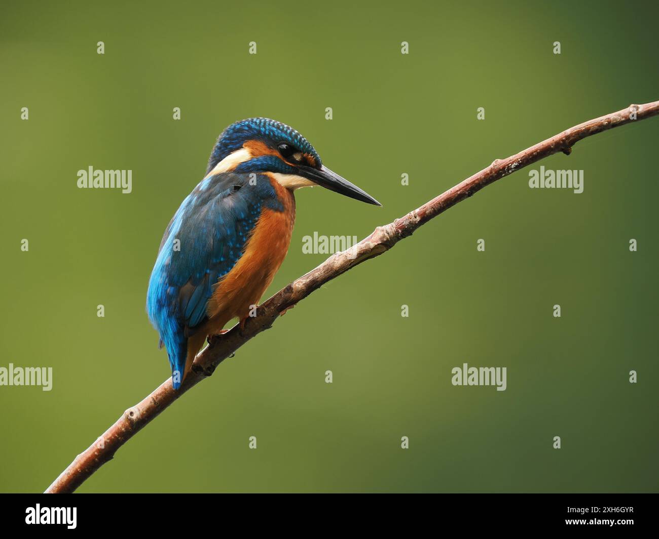 I giovani uccelli tengono d'occhio i predatori aerei e guardano in basso verso l'acqua per il loro prossimo pasto. Foto Stock