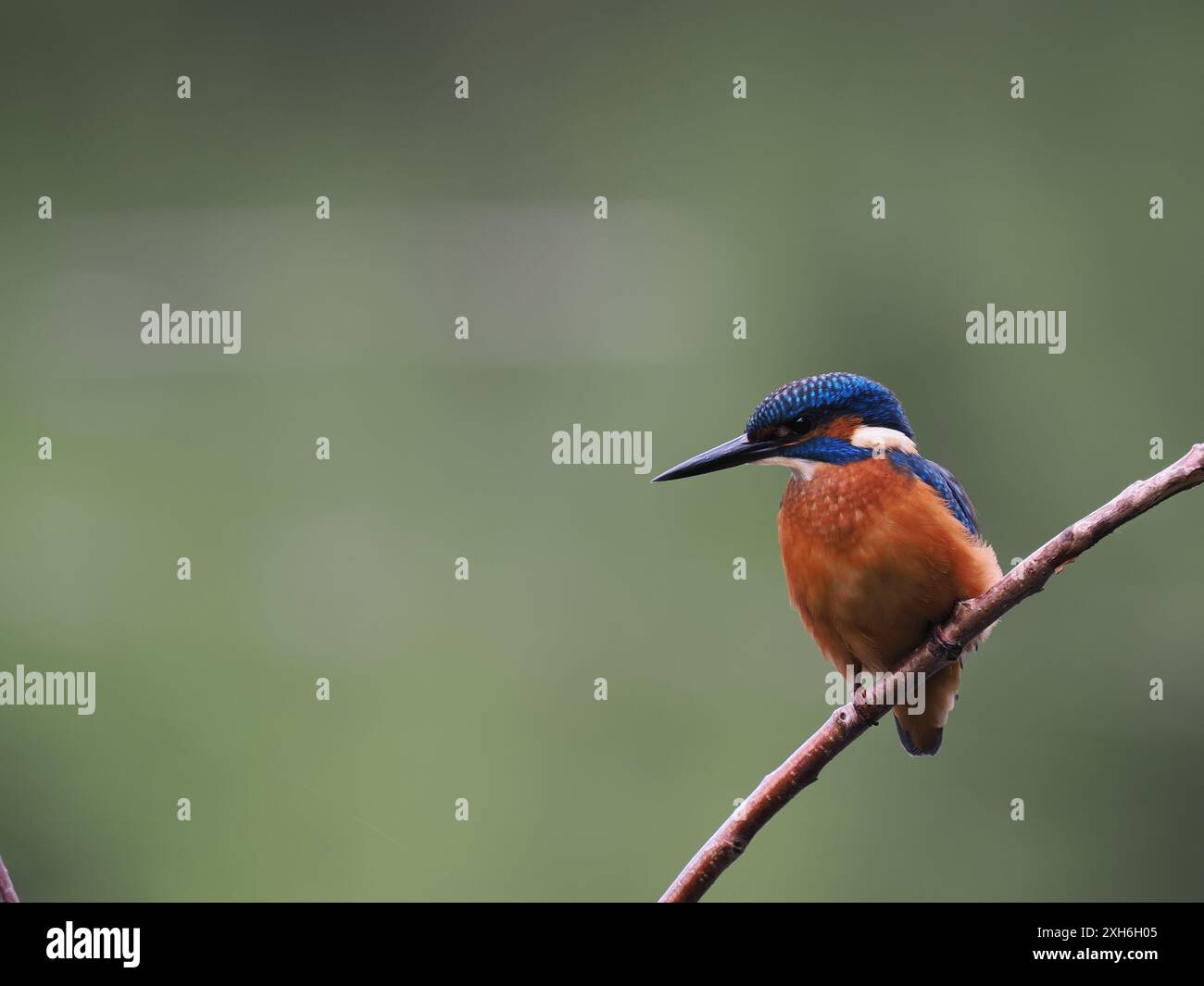 I giovani uccelli tengono d'occhio i predatori aerei e guardano in basso verso l'acqua per il loro prossimo pasto. Foto Stock