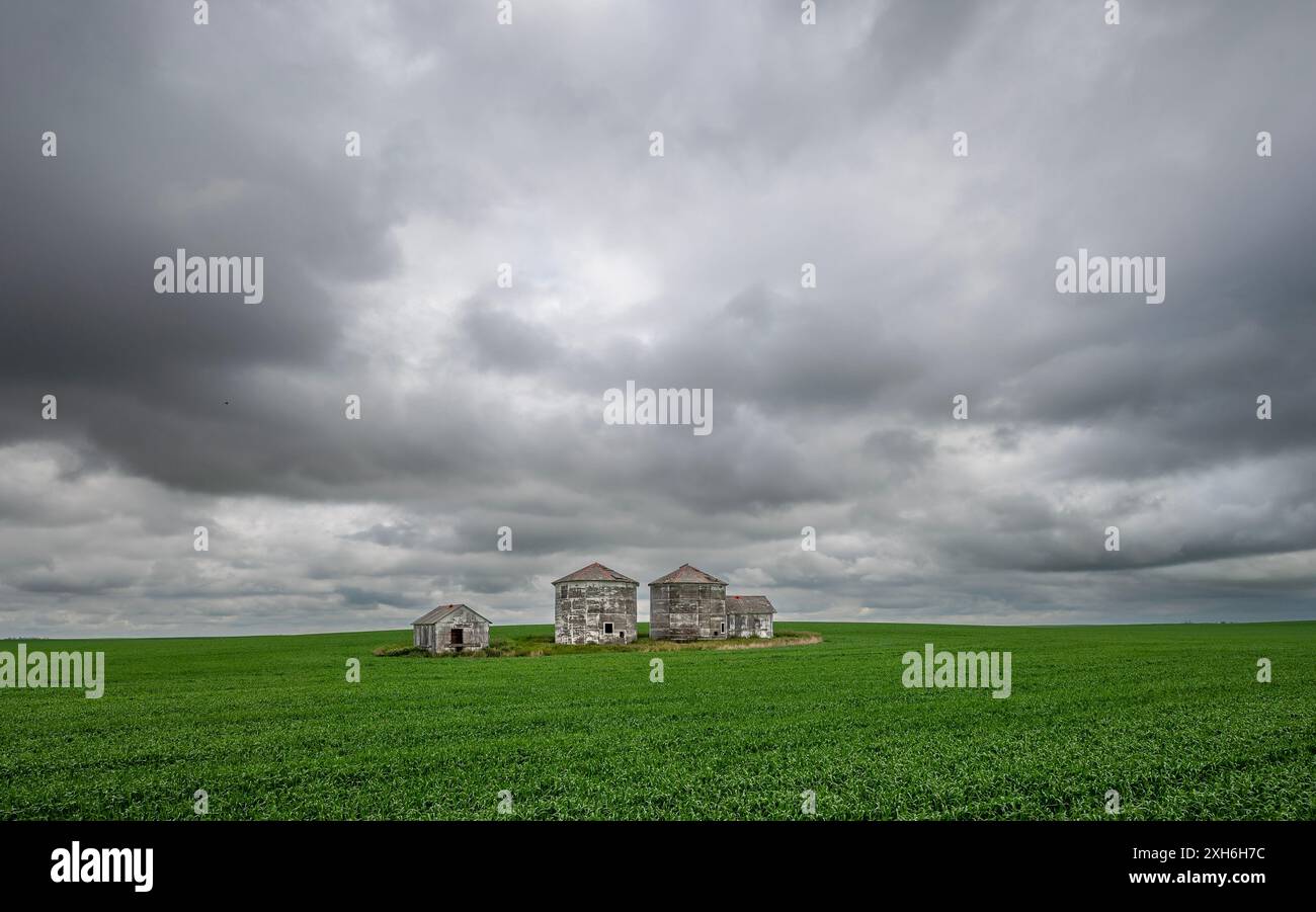 Nuvole di tempesta e bidoni di grano di legno su un orizzonte di campi di grano vicino a Eatonia, Saskatchewan, Canada Foto Stock