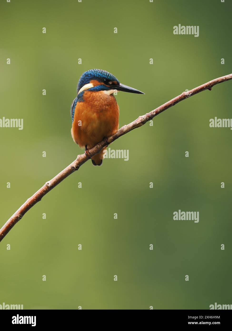 I giovani uccelli tengono d'occhio i predatori aerei e guardano in basso verso l'acqua per il loro prossimo pasto. Foto Stock