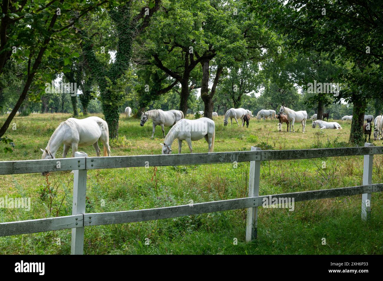 Cavalli bianchi su un prato con molti alberi. Foto Stock