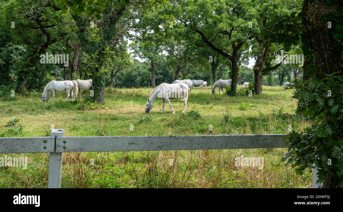 Cavalli bianchi su un prato con molti alberi. Foto Stock