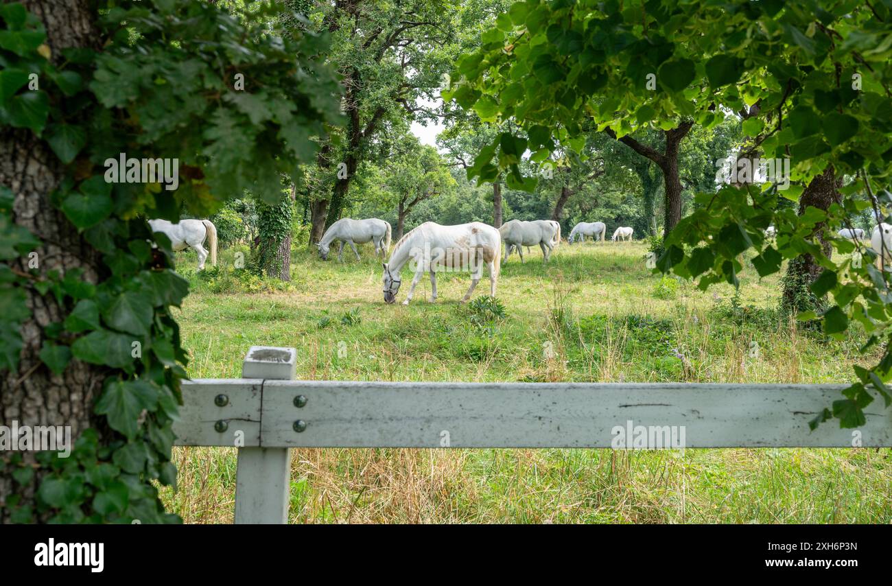 Cavalli bianchi su un prato con molti alberi. Foto Stock