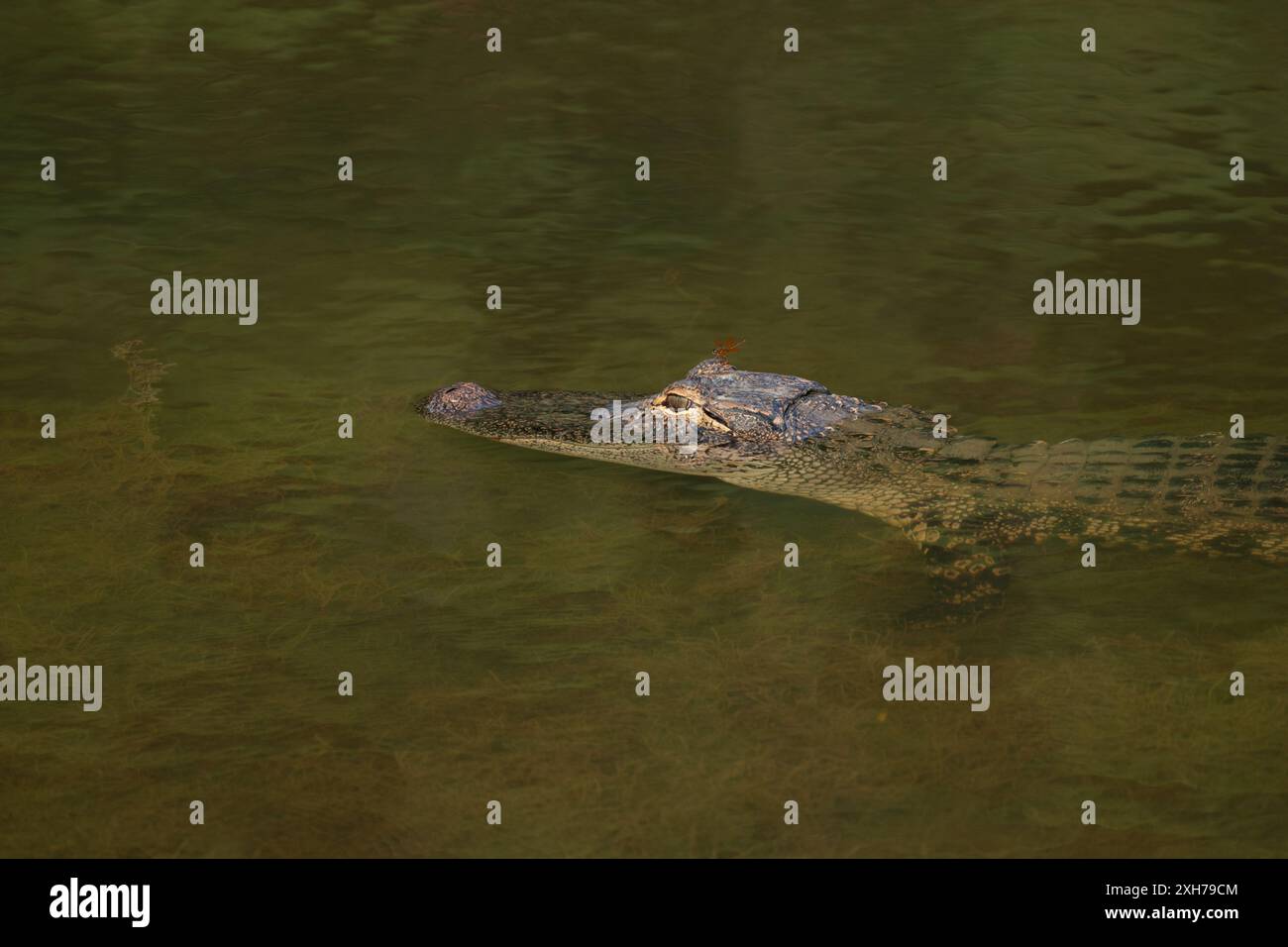 Alligatore in uno stagno con una mosca di drago seduta sulla sua testa Foto Stock