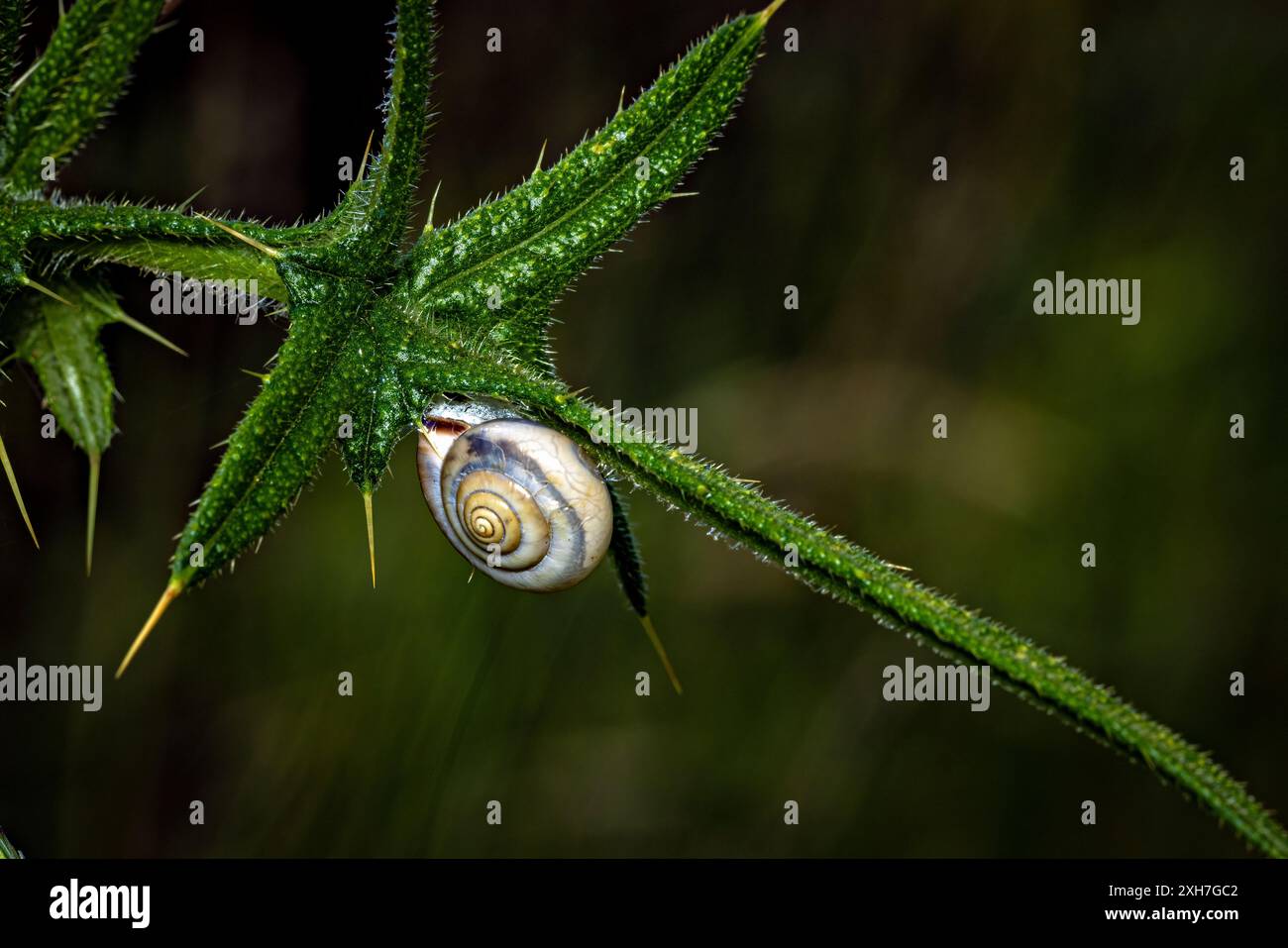 Una lumaca in un campo Foto Stock