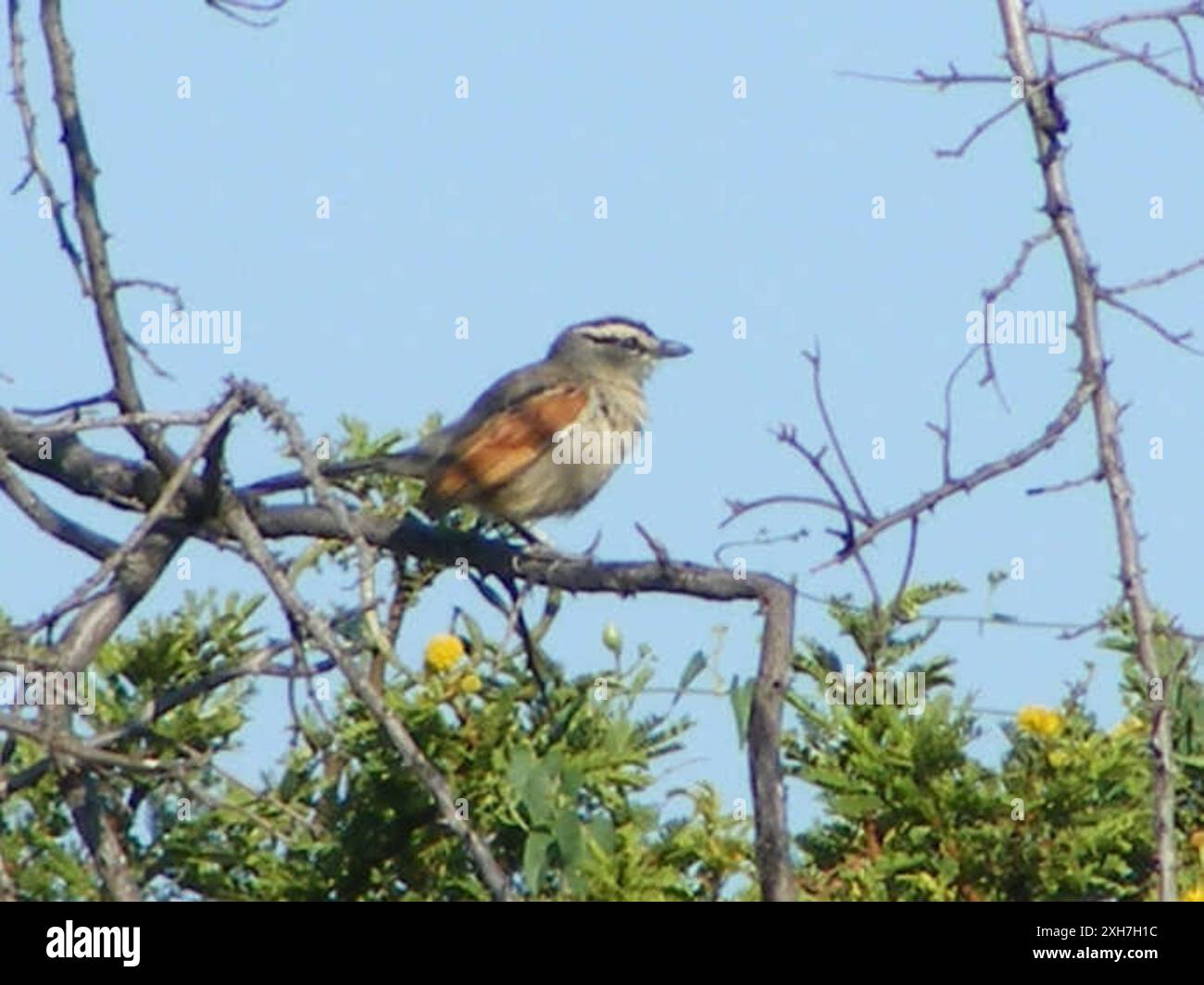 Tchagra con corona marrone (Tchagra australis) Vaal Reef: Black Hills a Vaal Reefs Foto Stock