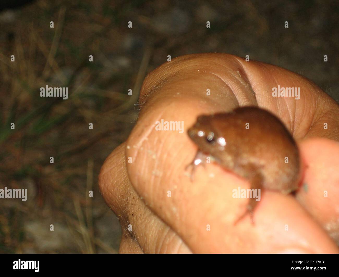 Rospo a bocca stretta orientale (Gastrophryne carolinensis) , Contea di Moore, US-NC, US Foto Stock