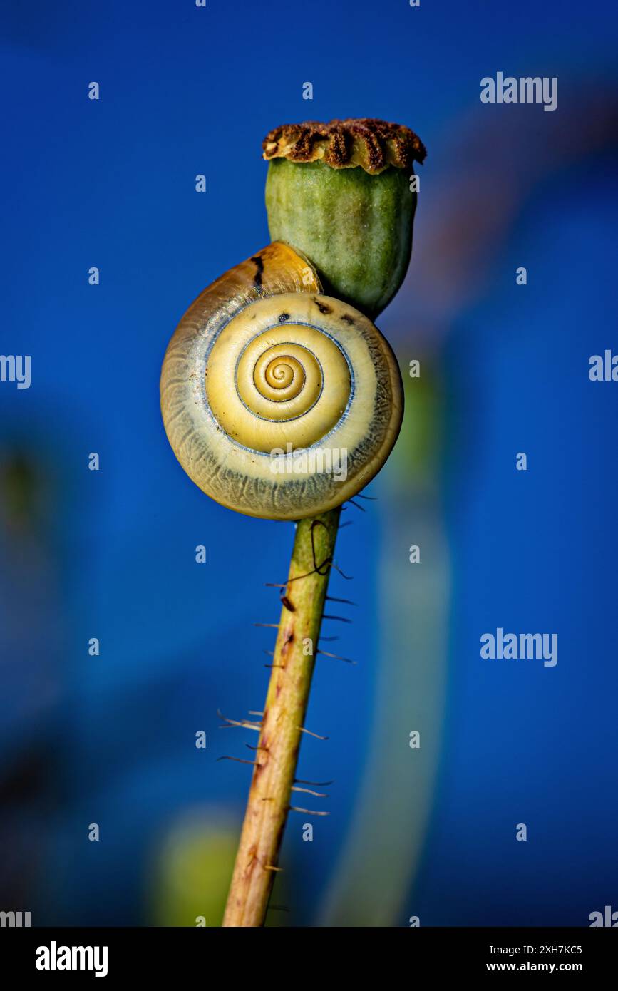 Una lumaca in un campo Foto Stock
