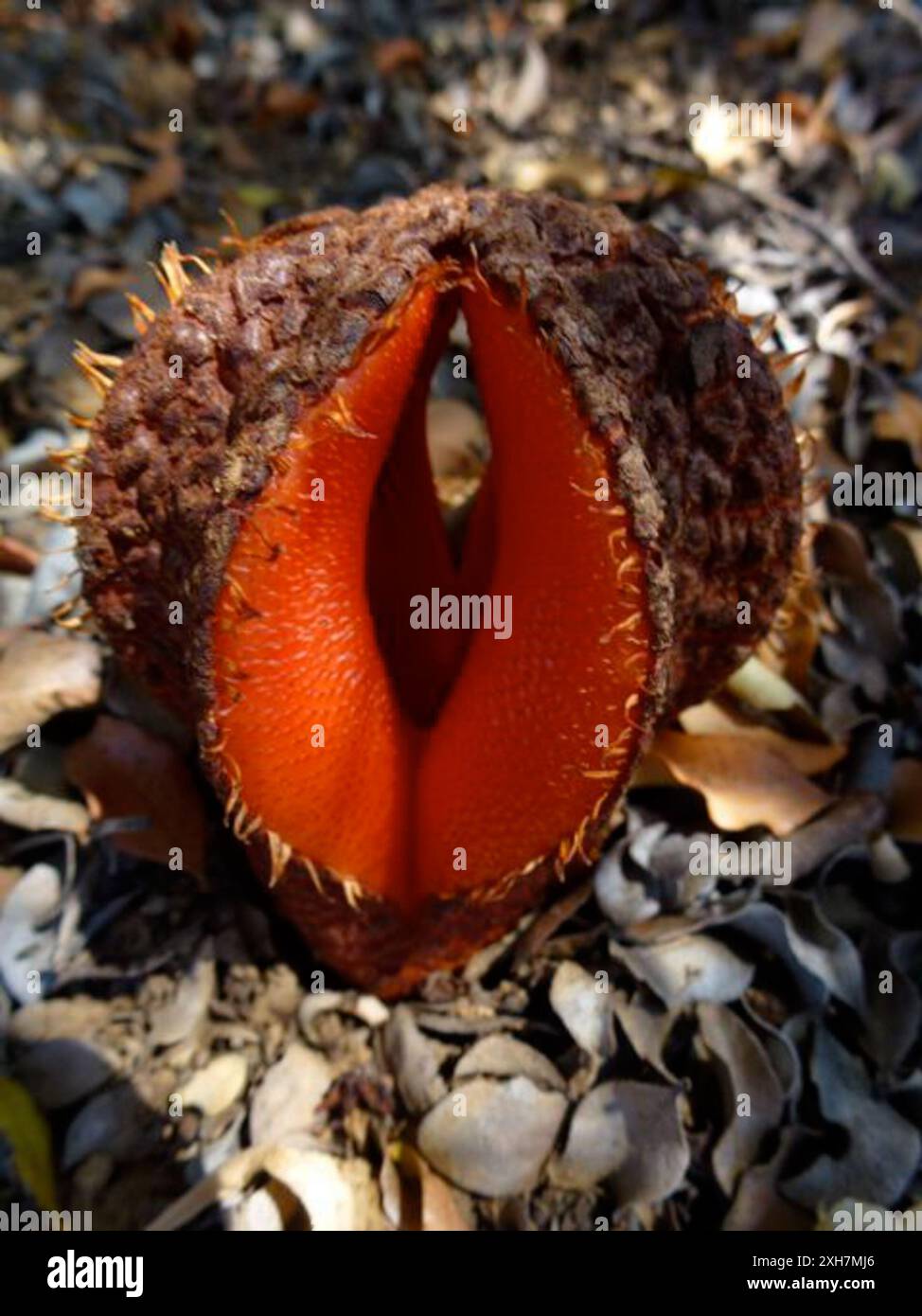 Milkbush Jackalskos (Hydnora africana), min Water: Min Water in the Little Karoo Foto Stock