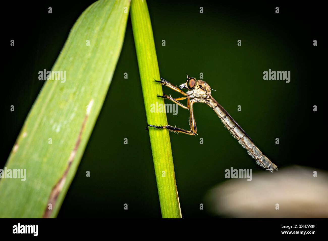 Un Robber Fly in congedo Foto Stock